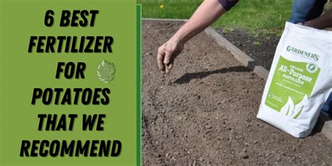Best fertilizer for potatoes. Things To Know About Best fertilizer for potatoes. 